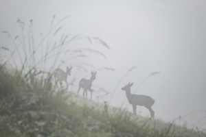 Roe deer in the fog, quiet Natu, Bavaria, Berchtesgaden, Germany Roe deer in the fog, quiet Natu, Bavaria, Berchtesgaden, Germany